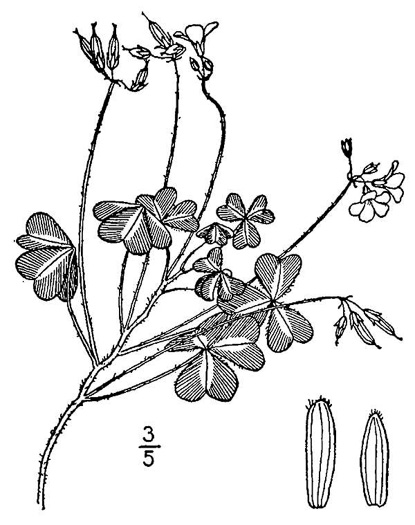 image of Oxalis stricta, Common Yellow Wood-sorrel