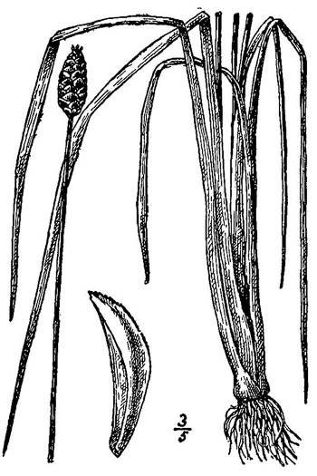 image of Xyris jupicai, Richard's Yellow-eyed-grass