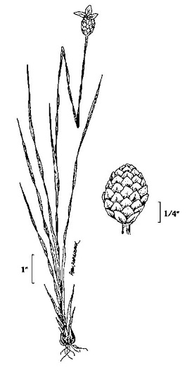 drawing of Xyris torta, Twisted Yellow-eyed-grass, Mountain Yellow-eyed-grass, Slender Yellow-eyed-grass