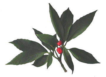 image of Aucuba japonica, Aucuba, Japanese-laurel, Spotted-laurel