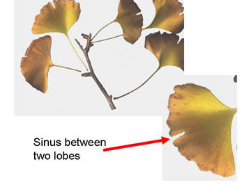 image of Ginkgo biloba, Ginkgo, Maidenhair Tree