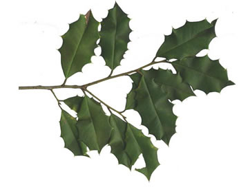 image of Ilex opaca, American Holly, Christmas Holly