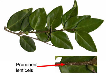 image of Ligustrum japonicum, Japanese Privet