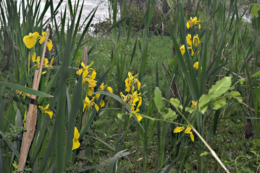 image of Iris pseudacorus, Yellow Flag, Water Flag, Yellow Iris