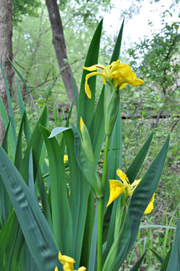 image of Iris pseudacorus, Yellow Flag, Water Flag, Yellow Iris