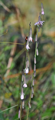 image of Nabalus autumnalis, Slender Rattlesnake-root, One-sided Rattlesnake-root