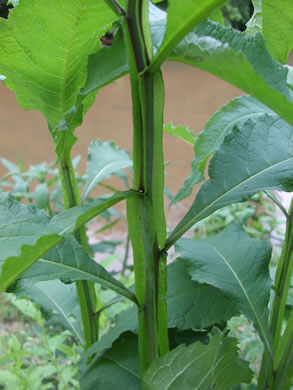 image of Verbesina walteri, Walter's Wingstem, Carolina Crownbeard, Walter's Crownbeard