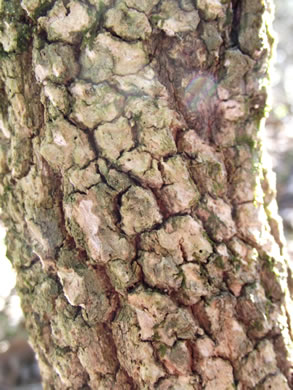 image of Viburnum rufidulum, Rusty Blackhaw, Blue Haw, Southern Blackhaw, Rusty Haw