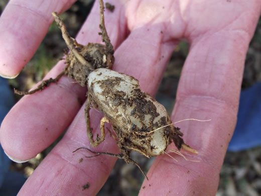 image of Tipularia discolor, Cranefly Orchid