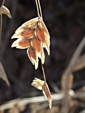 image of Chasmanthium latifolium, River Oats, Northern Sea Oats, Fish-on-a-stringer, Indian Woodoats