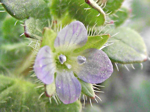 image of Veronica hederifolia, Ivyleaf Speedwell