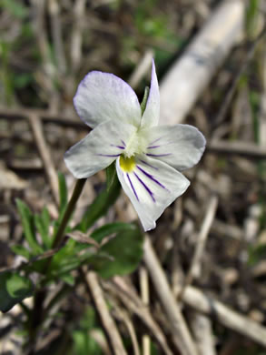 image of Viola rafinesquei, Johnny Jump-up, American Field Pansy, Wild Pansy