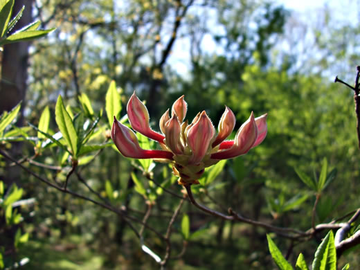 image of Rhododendron periclymenoides, Pinxterflower, Pinxterbloom Azalea, Election Pink, Pinxter Azalea