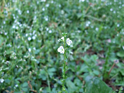 image of Veronica serpyllifolia var. serpyllifolia, Thymeleaf Speedwell