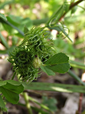 image of Medicago arabica, Spotted Medick, Spotted Bur-clover