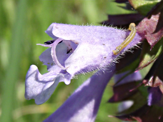 image of Salvia lyrata, Lyreleaf Sage, Cancer-weed