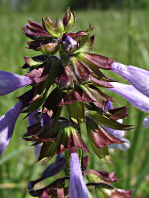 image of Salvia lyrata, Lyreleaf Sage, Cancer-weed