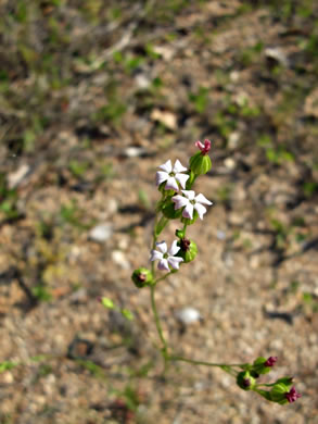 image of Silene antirrhina, Sleepy Catchfly, Garter-pink