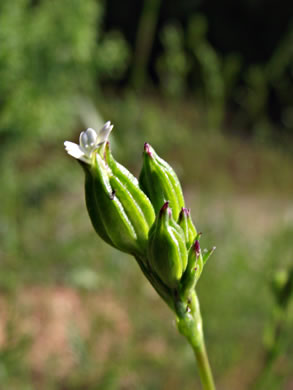 image of Silene antirrhina, Sleepy Catchfly, Garter-pink