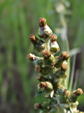 image of Gamochaeta purpurea, Spoonleaf Purple Everlasting, Purple Cudweed