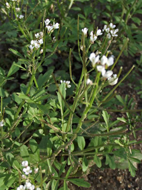 image of Cardamine pensylvanica, Pennsylvania Bittercress, Quaker Bittercress