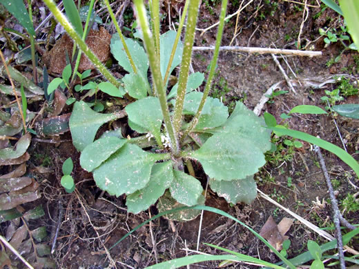 image of Micranthes virginiensis, Early Saxifrage