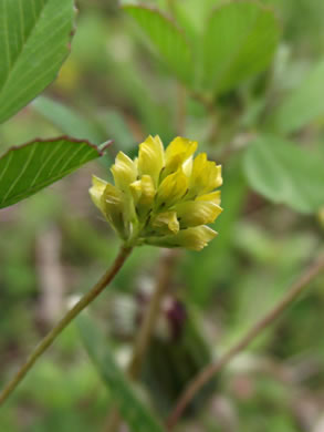 image of Trifolium campestre, Hop Clover, Low Hop Clover, Field Clover