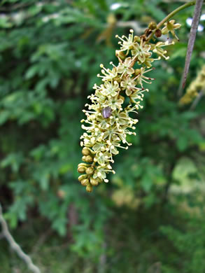 image of Gleditsia triacanthos, Honey Locust