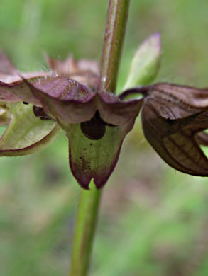 image of Salvia lyrata, Lyreleaf Sage, Cancer-weed