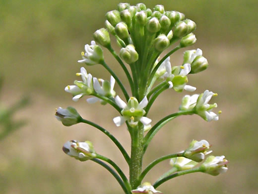 image of Lepidium virginicum var. virginicum, Poor Man's Pepper, Peppergrass