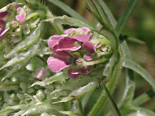 image of Daucus carota ssp. carota, Queen Anne's Lace, Wild Carrot, Bird's Nest