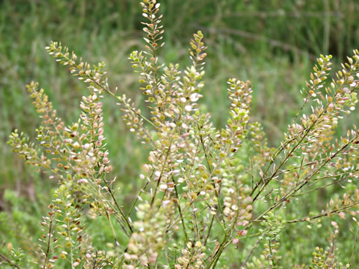 image of Lepidium virginicum var. virginicum, Poor Man's Pepper, Peppergrass