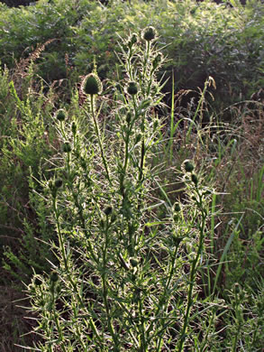 image of Cirsium vulgare, Bull Thistle