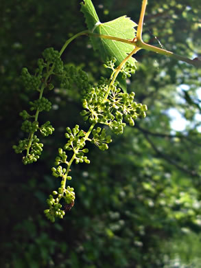 image of Vitis vulpina, Frost Grape, Winter Grape, Chicken Grape