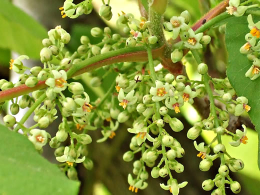 image of Toxicodendron radicans var. radicans, Eastern Poison Ivy