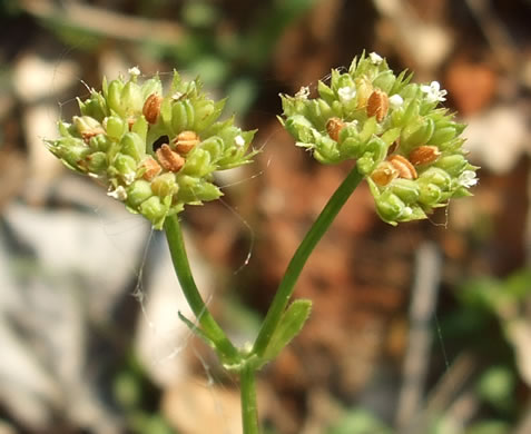 image of Valerianella radiata, Beaked Cornsalad