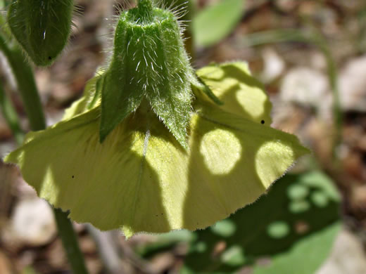 image of Physalis virginiana, Virginia Ground-cherry