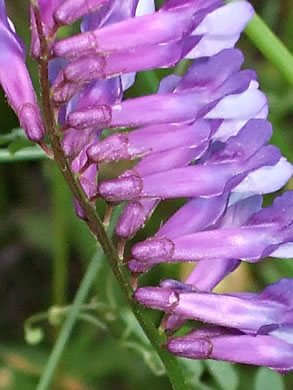 image of Vicia villosa ssp. varia, Smooth Vetch, Winter Vetch