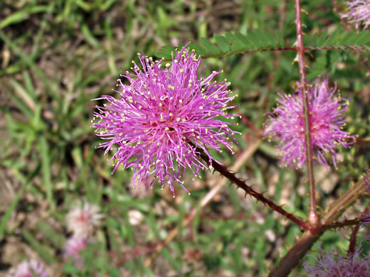 image of Mimosa microphylla, Littleleaf Sensitive-briar, Eastern Sensitive-briar