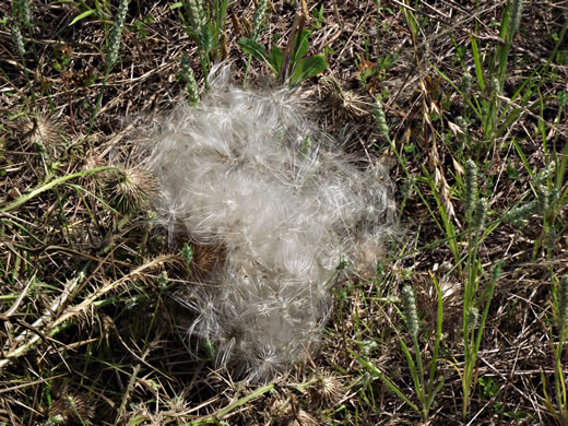 image of Cirsium vulgare, Bull Thistle