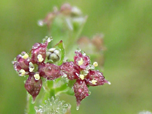 image of Galium pilosum, Hairy Bedstraw