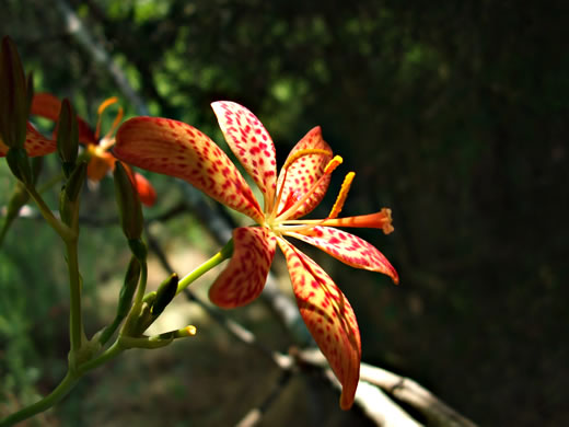 image of Iris domestica, Blackberry-lily, Leopard-lily