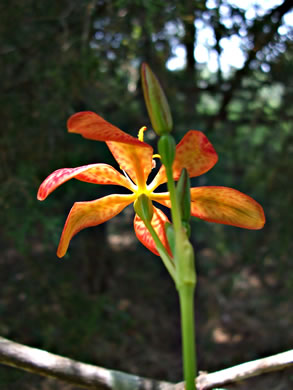 image of Iris domestica, Blackberry-lily, Leopard-lily