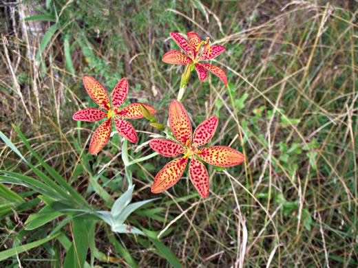 image of Iris domestica, Blackberry-lily, Leopard-lily