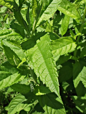 image of Teucrium canadense var. canadense, American Germander, Wood Sage, Common Germander