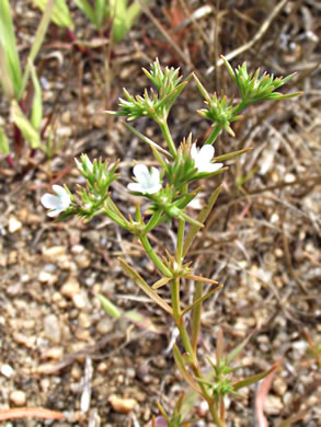 image of Polypremum procumbens, Juniperleaf, Polypremum, Rustweed