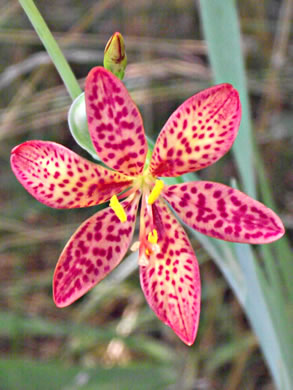 image of Iris domestica, Blackberry-lily, Leopard-lily