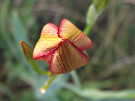 image of Iris domestica, Blackberry-lily, Leopard-lily