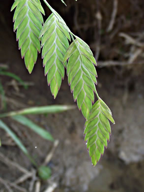 image of Chasmanthium latifolium, River Oats, Northern Sea Oats, Fish-on-a-stringer, Indian Woodoats