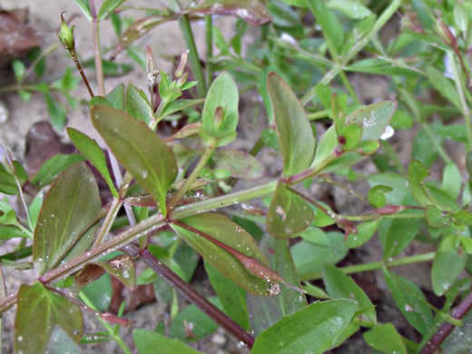 image of Lindernia dubia var. dubia, Yellowseed False Pimpernel